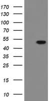 MRPS27 Antibody (aa151-414, clone OTI2G9, Carrier-free)