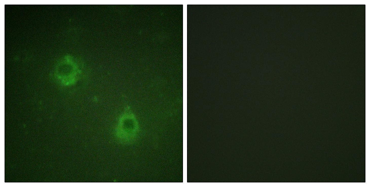 ANAPC1 / APC1 Antibody (phospho-Ser688)