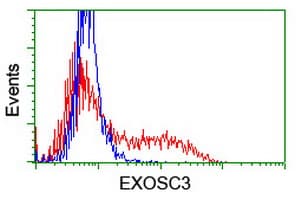 EXOSC3 Antibody (clone OTI1D6)