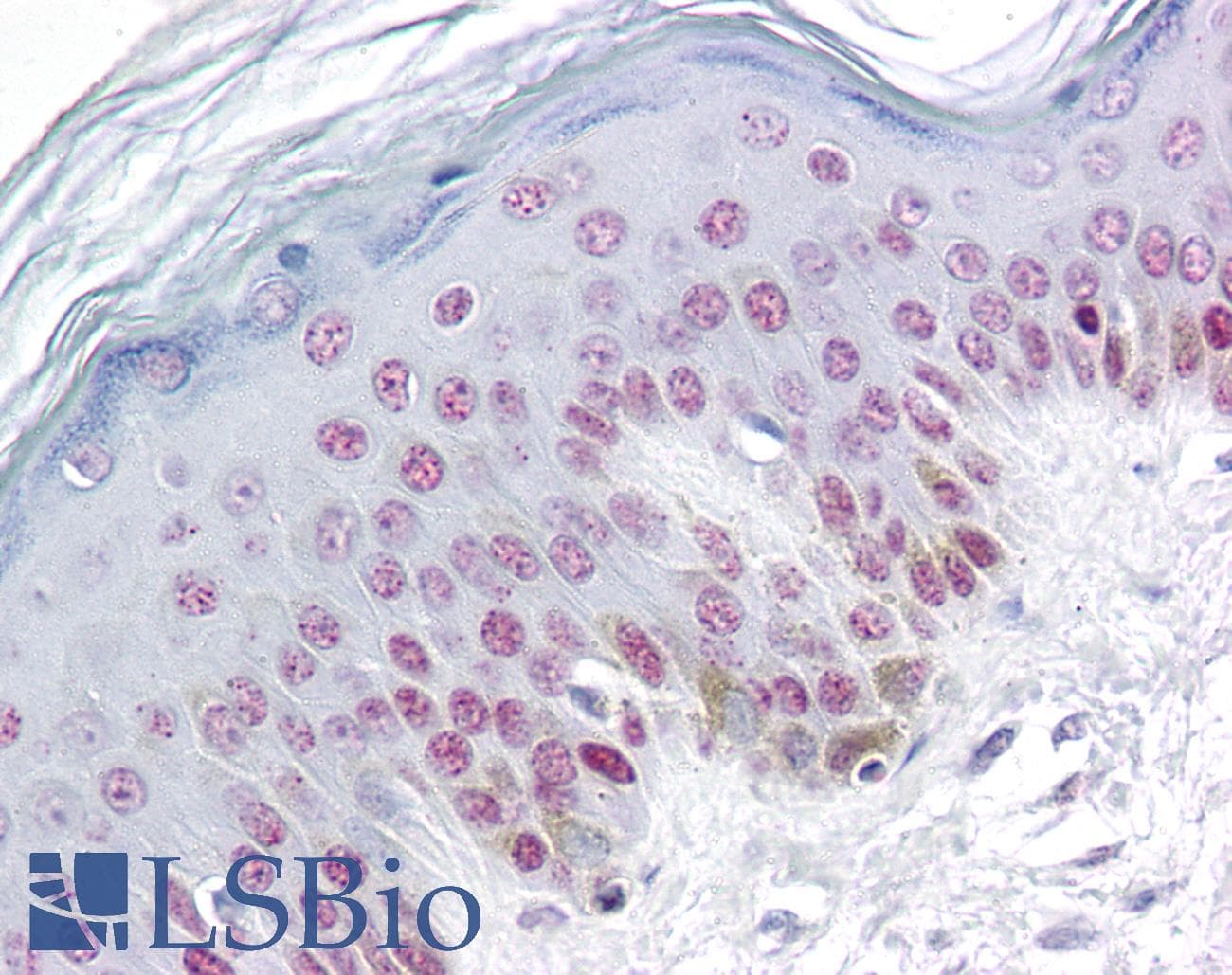 IHC-plus™ RBM3 Antibody (clone 4D6)