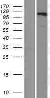 SMARCA3 / HLTF Protein (Over-Expression Lysate Myc-DDK (Flag))
