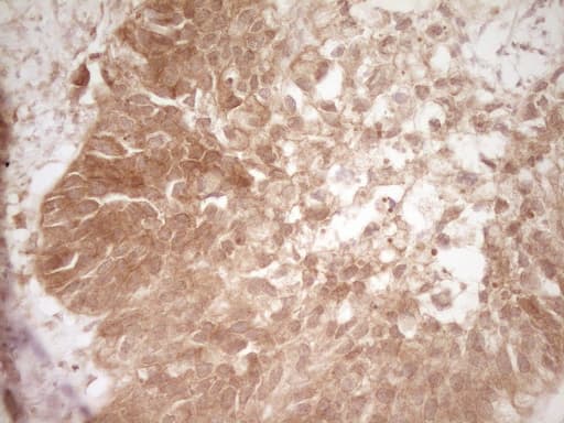 CD40 Antibody (aa21-166, clone OTI1F12)
