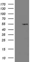 TASP / LANCL2 Antibody (aa212-450, clone OTI1C5)