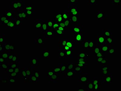 H1F0 Antibody