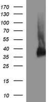 SYP / Synaptophysin Antibody (clone OTI2E7)