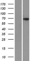 Human SLC34A1 / NPT2 Protein (Over-Expression Lysate Myc-DDK (Flag))