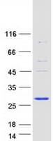 Human MUTED Protein (Recombinant Myc-DDK (Flag))