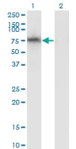 Monoclonal Mouse anti-Human ADAM2 / Fertilin Beta Antibody (clone 1B8, WB)