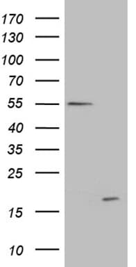C4orf36 Antibody (clone OTI3G7)