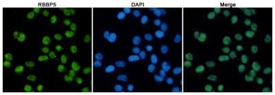 Monoclonal Mouse anti-Human RBBP5 Antibody (WB)