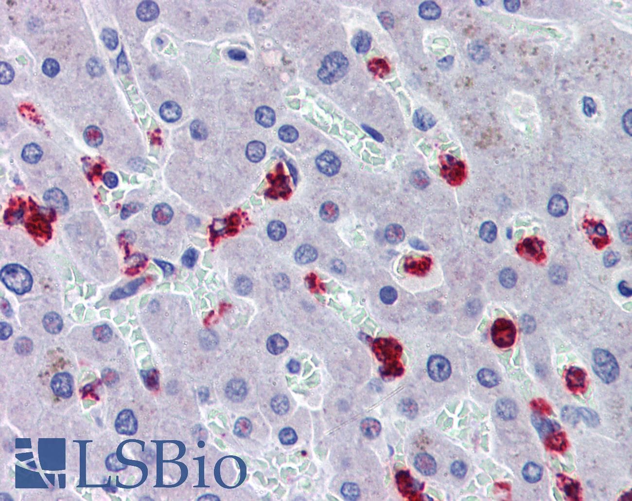 IHC-plus™ RASSF2 Antibody (aa11-22)