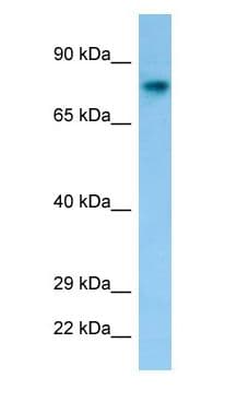 C1orf2 / FAM189B Antibody (aa510-559)
