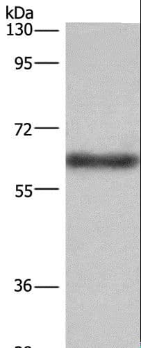 SIGLEC5 / CD170 Antibody