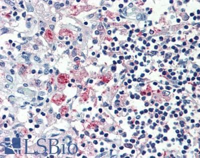 MARCO Antibody (aa367-519)