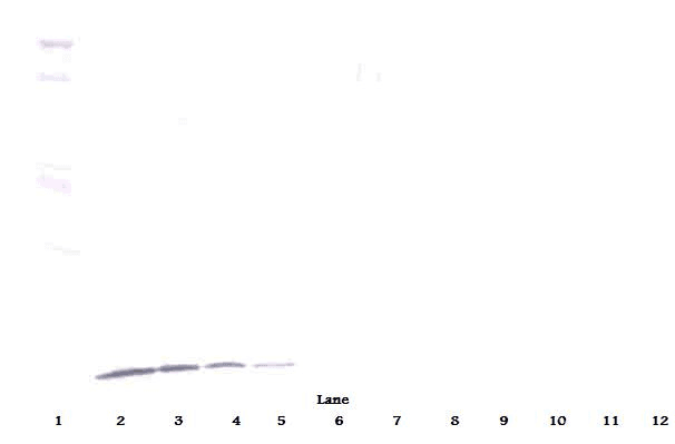 CXCL10 / IP-10 Antibody