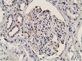 OGFOD1 Antibody (clone OTI1D9)