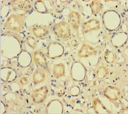 CXXC5 Antibody