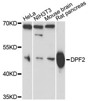 Requiem / DPF2 Antibody