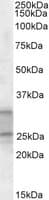 IHC-plus™ Polyclonal Goat anti-Human PEBP4 Antibody (aa210-223, IHC, WB)
