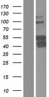 PBX3 Protein (Over-Expression Lysate Myc-DDK (Flag))