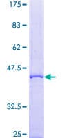 Human BCL2A1 Protein (Recombinant GST)