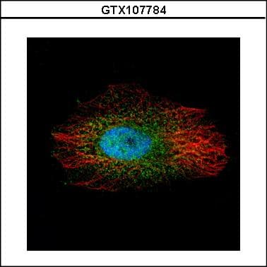LIMK2 Antibody (aa294-655)
