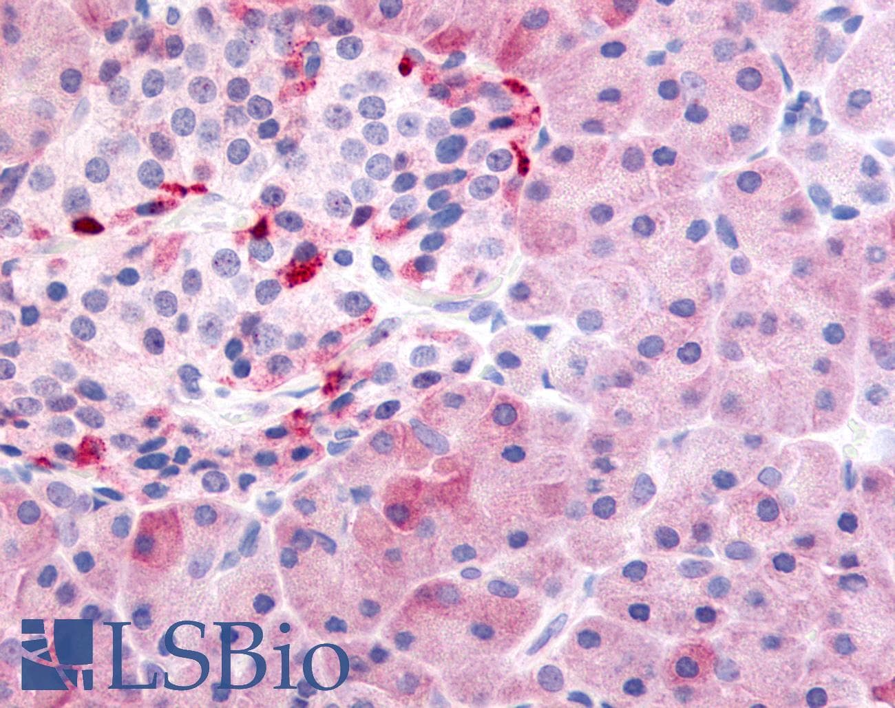IHC-plus™ PDE7B Antibody (N-Terminus)