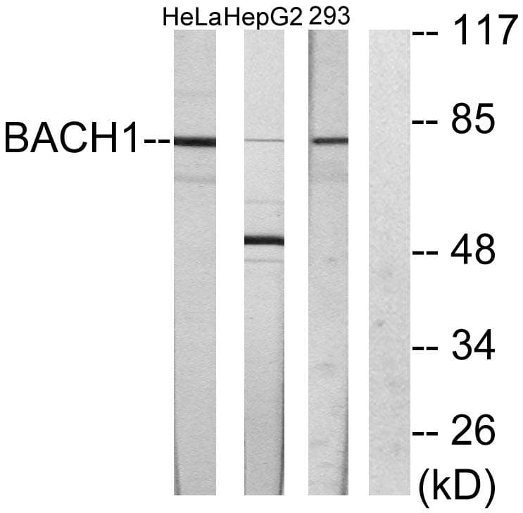 BACH1 Antibody