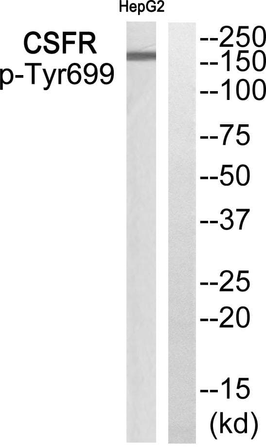 Polyclonal Rabbit anti-Human CSF1R / CD115 / FMS Antibody (phospho-Tyr699, WB)
