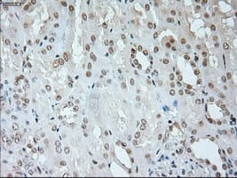 NEUROG1 / NGN1 / Neurogenin 1 Antibody (clone OTI3F9)