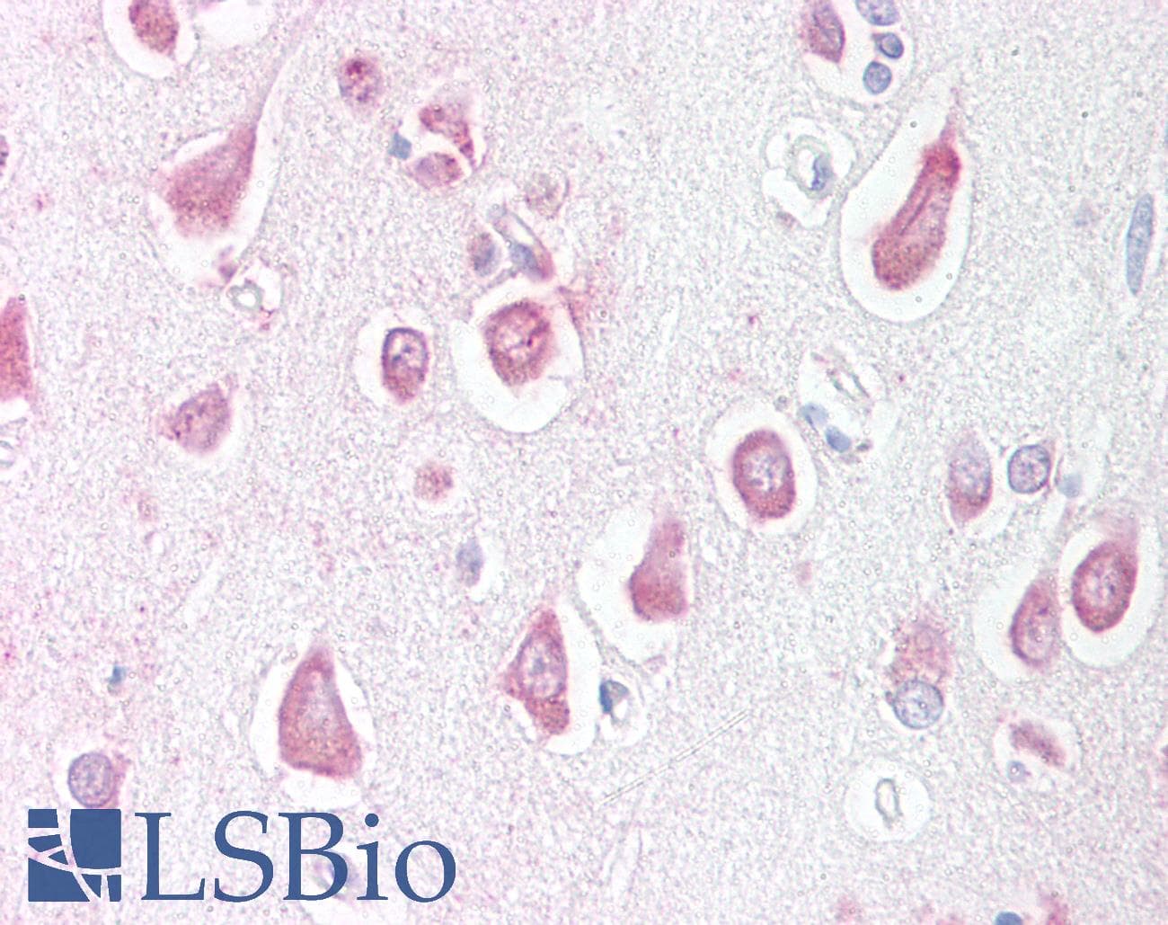 IHC-plus™ LINGO1 Antibody (Internal)