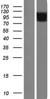 SH2B1 Protein (Over-Expression Lysate Myc-DDK (Flag))