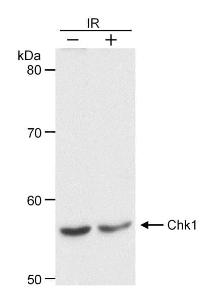CHEK1 / CHK1 Antibody (aa200-250)