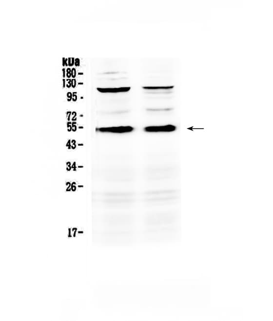 CD14 Antibody