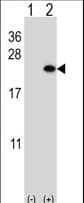 BARX1 Antibody (aa213-243)