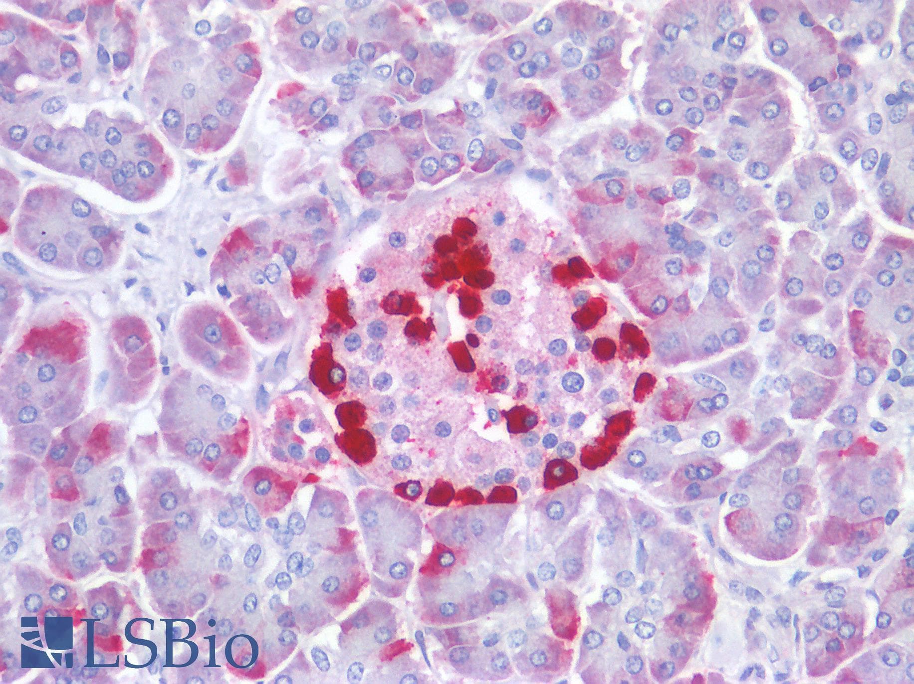 IHC-plus™ GCG / Glucagon Antibody