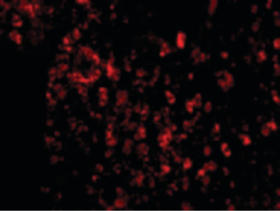 IHC-plus™ AVEN / PDCD12 Antibody