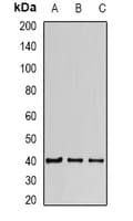 HIF1AN Antibody