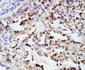 Ubiquitin Antibody (aa29-45)