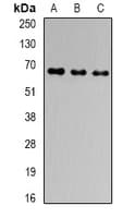 GNAS Antibody