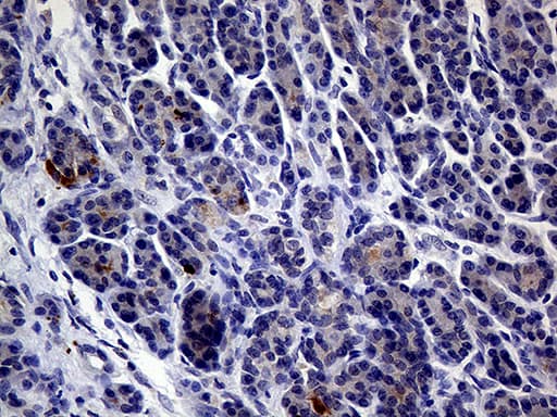 IL24 Antibody (aa52-206, clone OTI3C5)