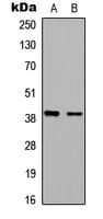 Polyclonal Rabbit anti-Human BAG1 / BAG-1 Antibody (Internal, WB)