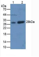 SOD3 Antibody (aa25-251)