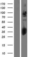 GPC2 / Glypican 2 Protein (Over-Expression Lysate Myc-DDK (Flag))