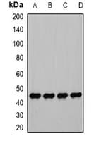 PGK1 / Phosphoglycerate Kinase Antibody