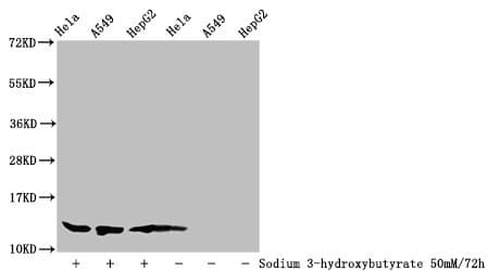 HIST1H4I Antibody