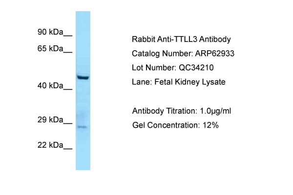 TTLL3 Antibody (aa812-861)