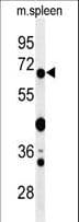 Polyclonal Rabbit anti-Human GBP7 Antibody (aa520-547, WB)