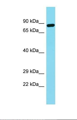 FNDC7 Antibody (aa77-126)