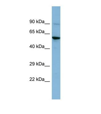 ERVWE1 / HERV / Syncytin Antibody (aa27-76)